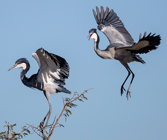 Black-headed Heron